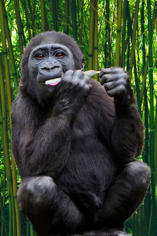 Smoking Gorilla