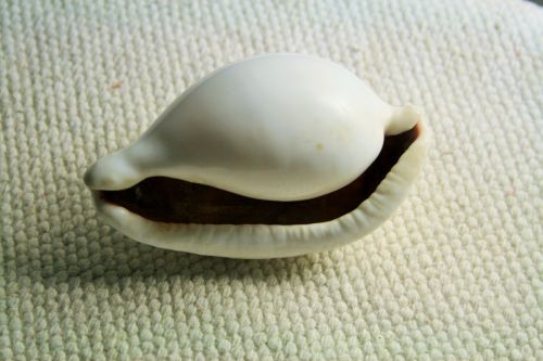 Smooth White Cowrie