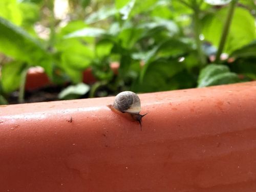 snail garden nature
