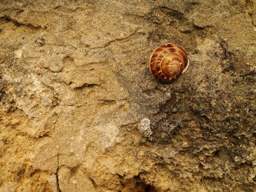 snail shell nature