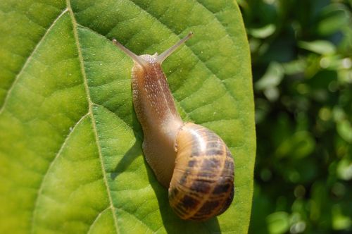 snail nature garden
