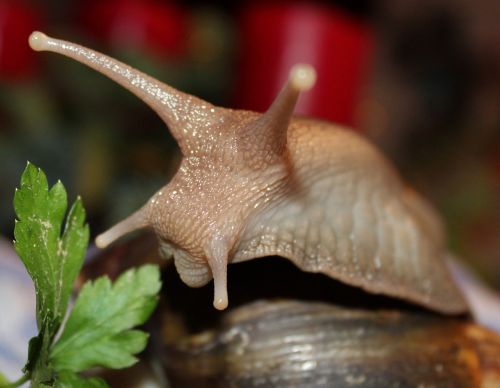 snail agate snail screw head