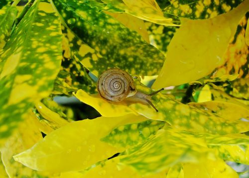 snail plant yellow