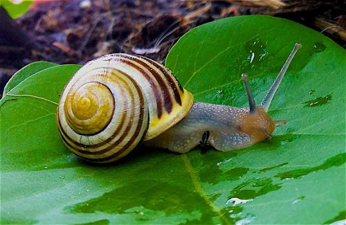 garden snail snail garden bänderschnecke