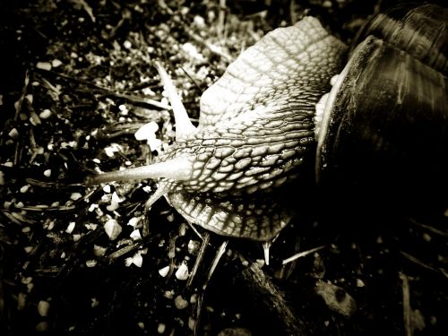 snail black and white animal