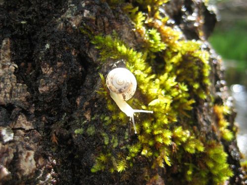 snail animals tree