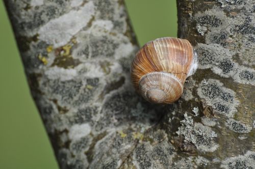 snail trunk burgundy