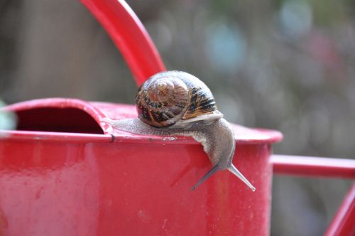 snail watering can garden