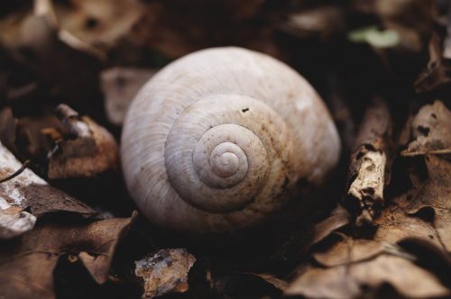 snail snail shell avar
