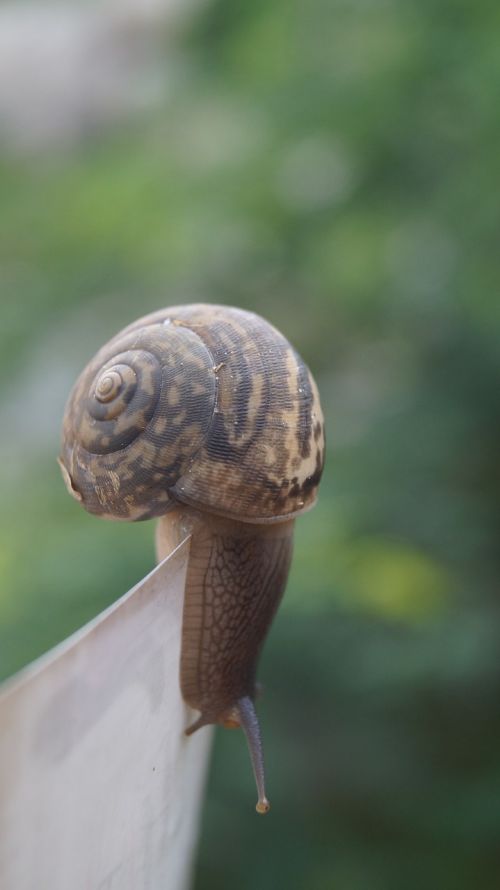snail nature struggle