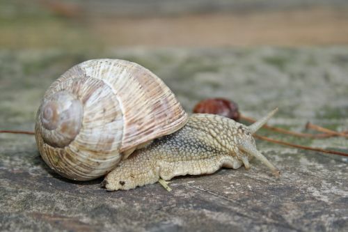 snail animal