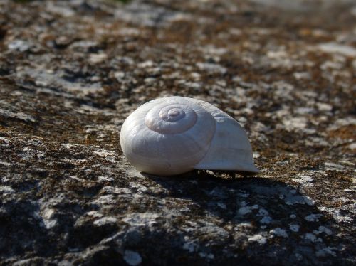 snail spiral stone