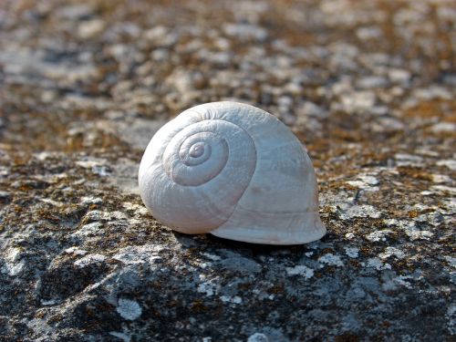 snail spiral stone