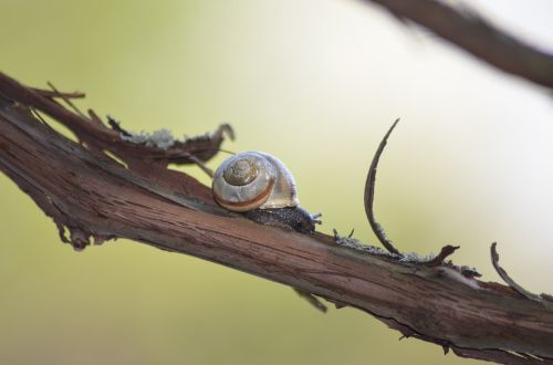 snail branch shell