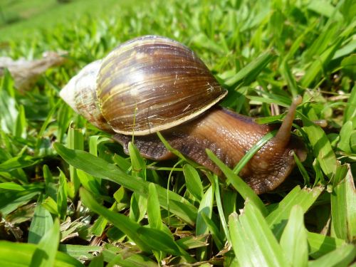 snail grass giant