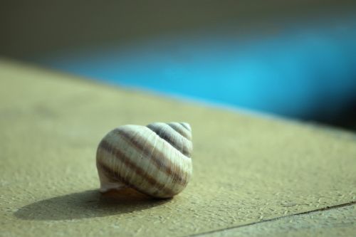 snail empty shell snail shell