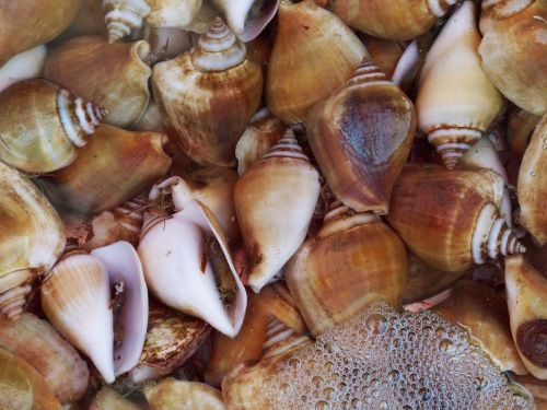 snail shell seafood