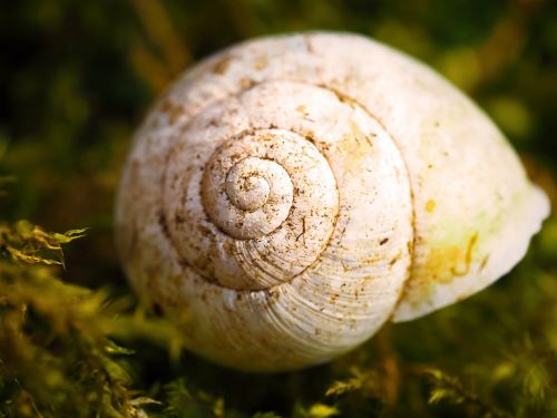 snail snail shell shell