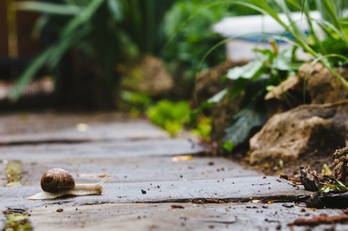 snail garden path