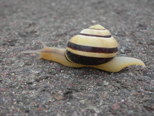 snail shell reptile