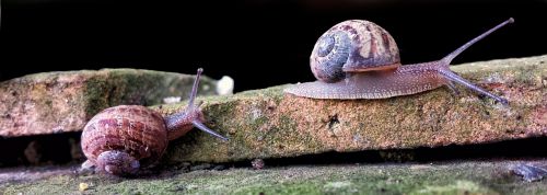 snail gastropod wall