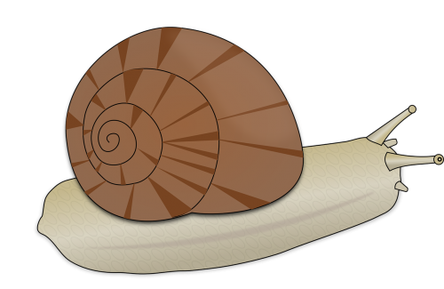 snail animal slow