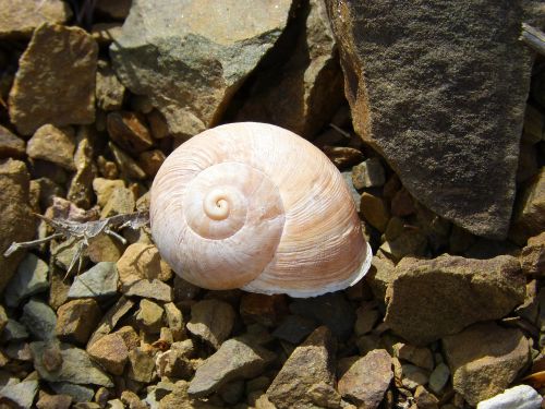 snail shell spiral