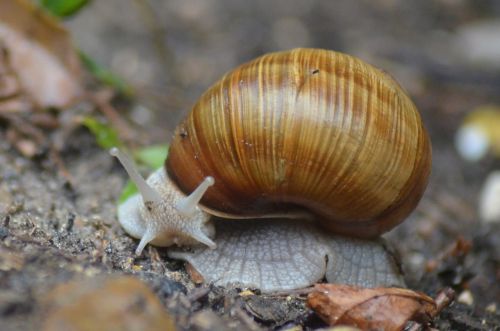 snail insect nature