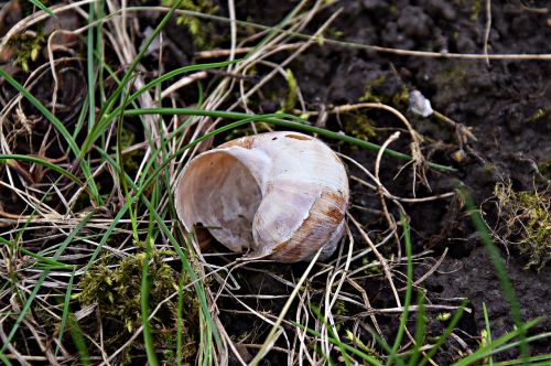snail nature grass
