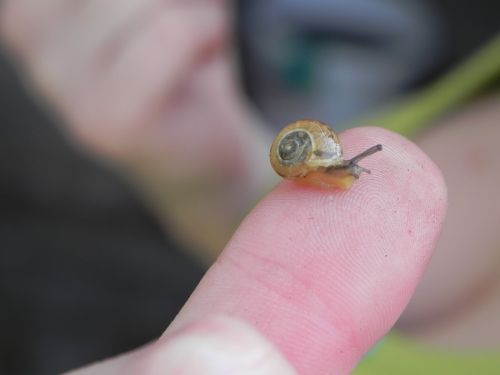 snail nature fauna
