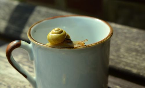 snail reptile mollusk