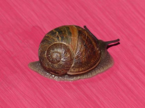 snail pink background magenta background
