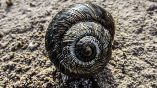 snail shell helix