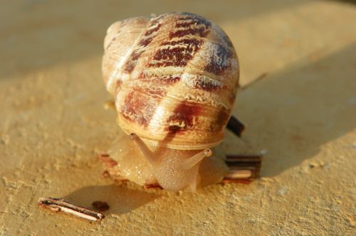 snail edible snail cantareus aspersus