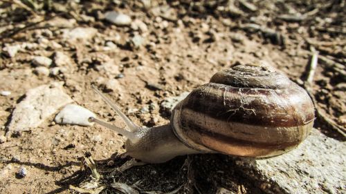 snail animal crawling