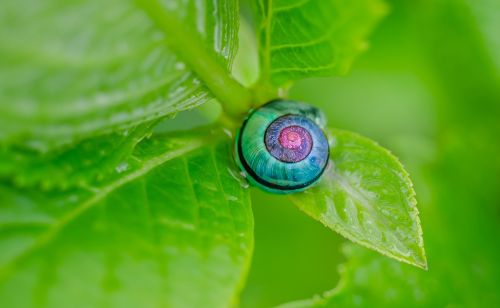 snail colorful hydrangea