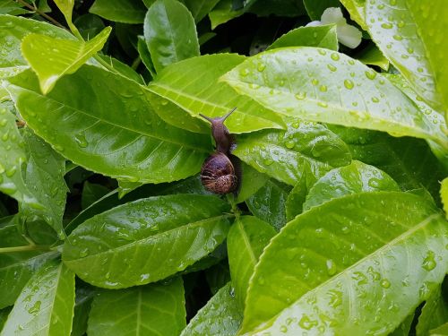 snail garden green