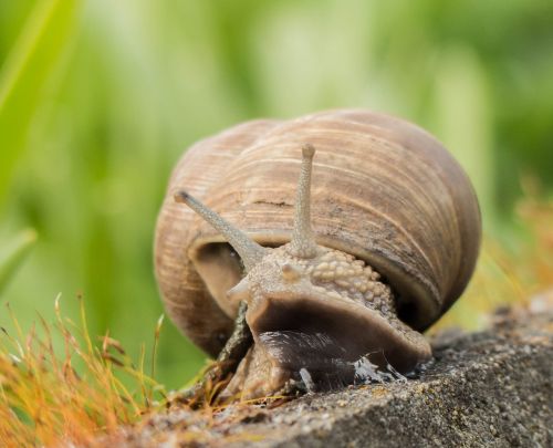 snail mollusk crawl