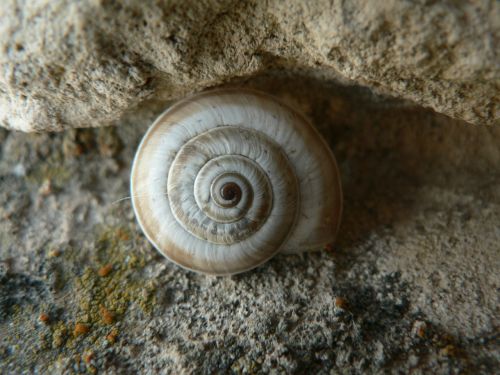 snail forms center
