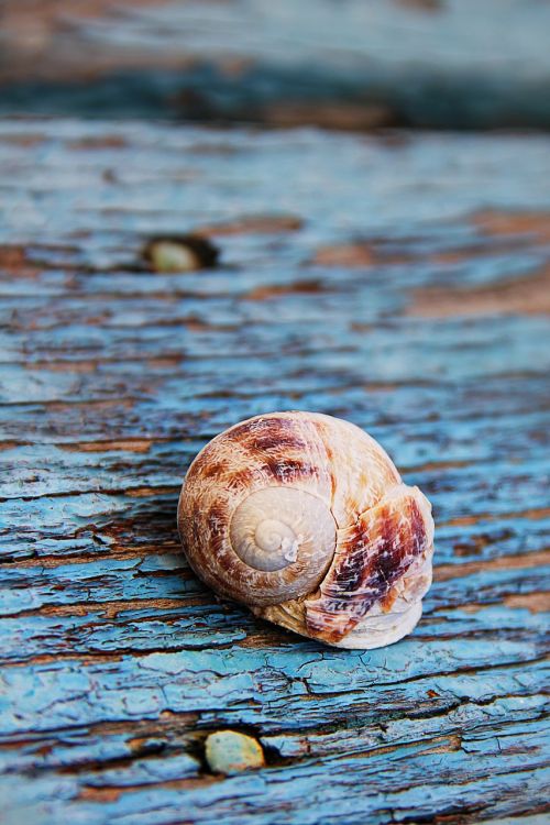 snail shell wood