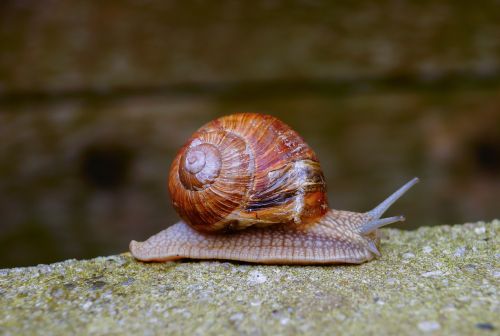 snail brown snail shell