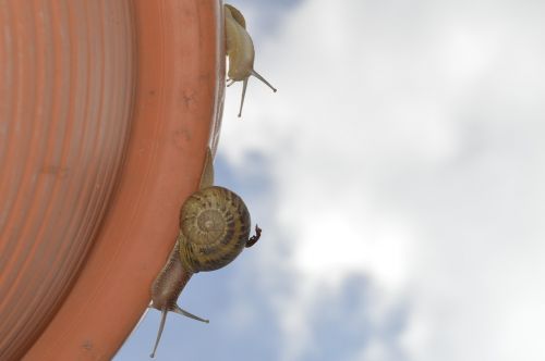 snail close up insects