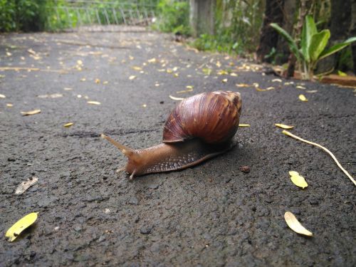 snail road own