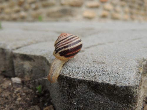 snail conch paving