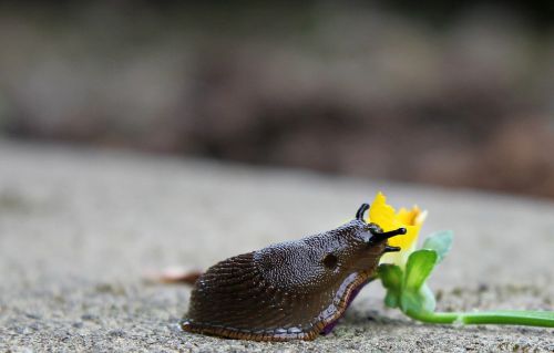 snail slug mollusk