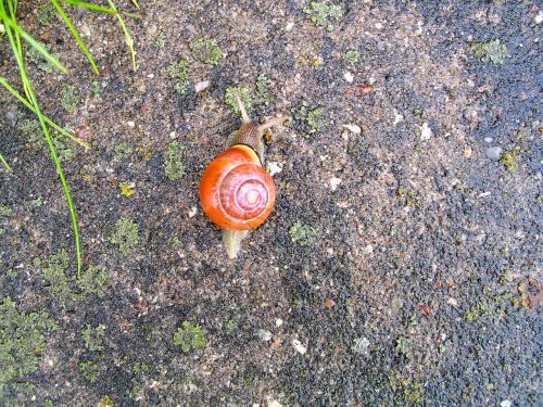 snail animal garden