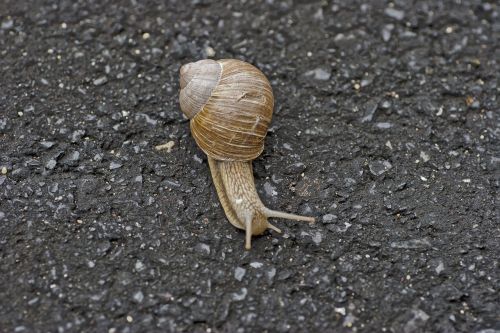snail animal shell