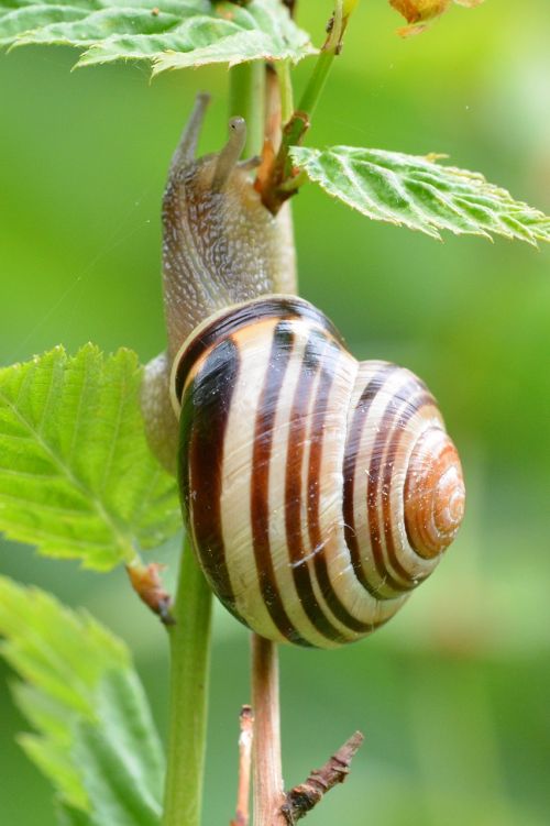 snail macro close