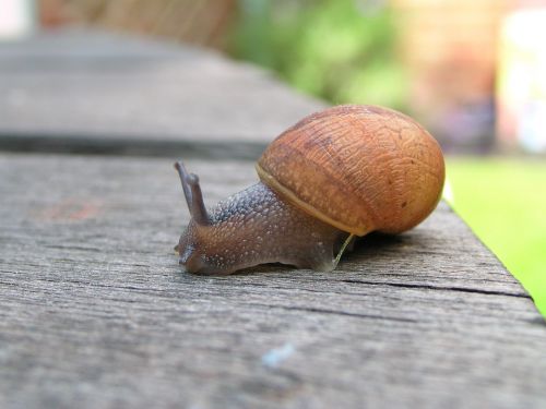 snail sheffield england