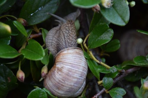 snail animal nature